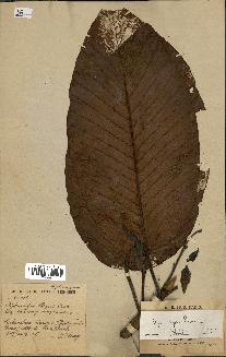 spécimen de Dipterocarpus dyeri