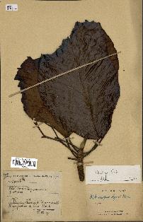 spécimen de Dipterocarpus dyeri