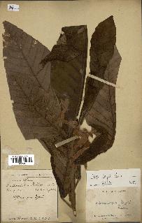 spécimen de Dipterocarpus dyeri
