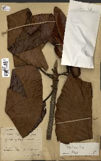 spécimen de Dipterocarpus dyeri