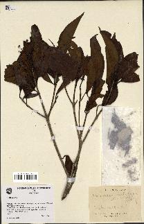 spécimen de Metadina trichotoma