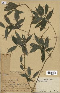 spécimen de Lasianthus sp.