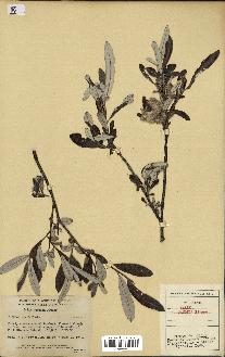 spécimen de Salix candida
