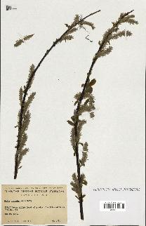 spécimen de Salix discolor