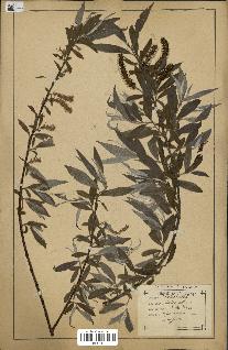 spécimen de Salix alba
