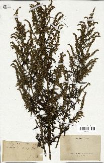 spécimen de Artemisia sp.