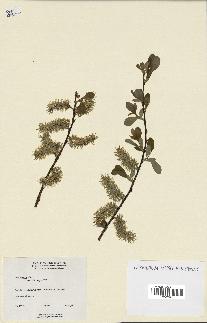spécimen de Salix discolor