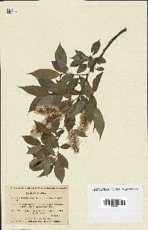 spécimen de Salix lucida