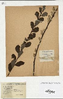 spécimen de Salix aurita