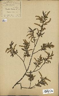 spécimen de Salix alba