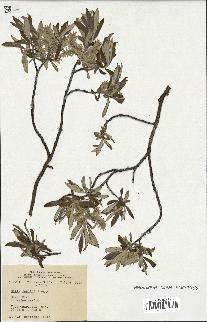 spécimen de Salix candida