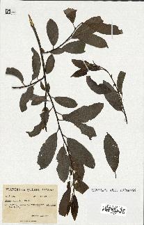 spécimen de Salix discolor