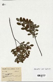spécimen de Salix pedicellaris