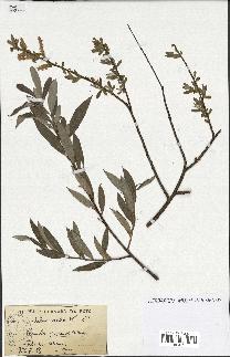 spécimen de Salix alba