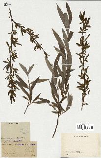 spécimen de Salix alba