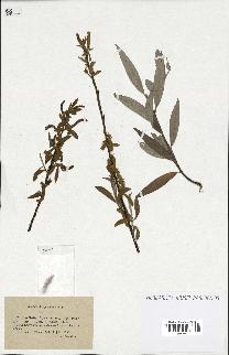 spécimen de Salix alba