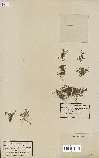 spécimen de Elatine macropoda