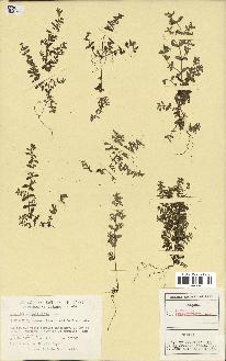 spécimen de Euphorbia serpyllifolia
