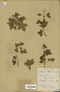 spécimen de Jatropha chevalieri