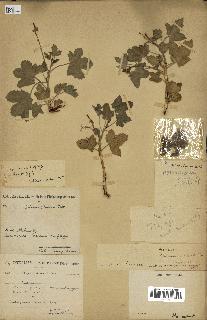 spécimen de Jatropha chevalieri