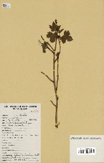 spécimen de Jatropha chevalieri