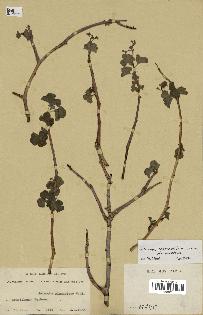 spécimen de Jatropha pelargoniifolia