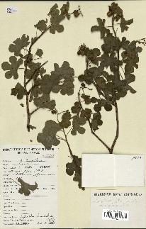 spécimen de Jatropha pelargoniifolia