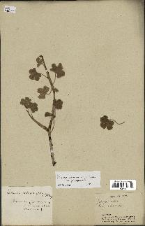 spécimen de Jatropha pelargoniifolia