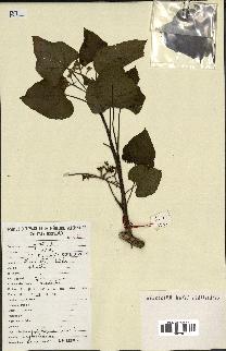 spécimen de Jatropha curcas