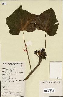 spécimen de Jatropha curcas