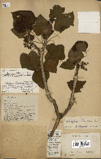 spécimen de Jatropha curcas