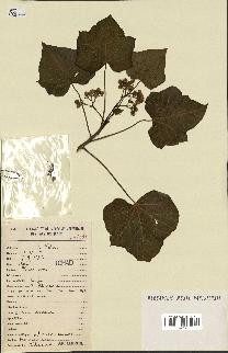 spécimen de Jatropha curcas