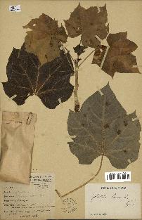 spécimen de Jatropha curcas