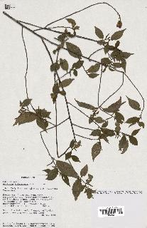 spécimen de Acalypha filiformis