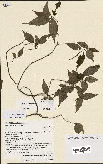 spécimen de Acalypha filiformis