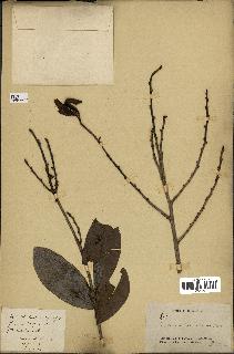 spécimen de Erythroxylum cambodianum