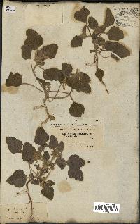 spécimen de Chrozophora tinctoria