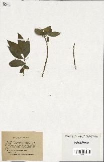spécimen de Euonymus europaeus