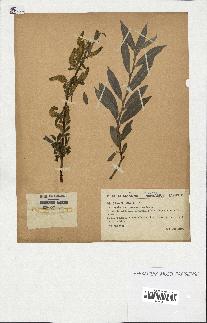 spécimen de Salix alba