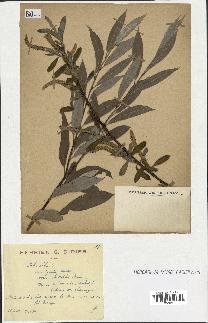 spécimen de Salix alba