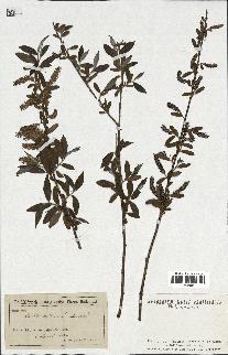 spécimen de Salix alba