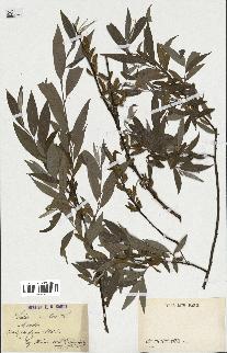 spécimen de Salix alba