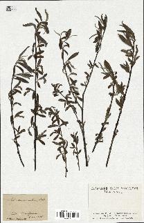 spécimen de Salix alba