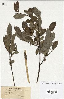 spécimen de Salix discolor