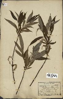 spécimen de Salix alba