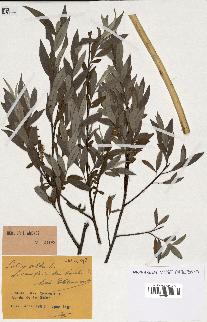 spécimen de Salix alba