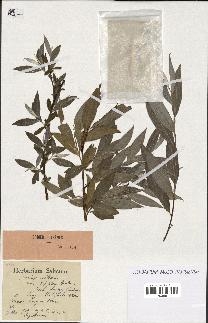 spécimen de Salix alba