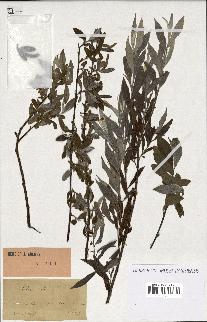 spécimen de Salix alba