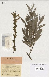 spécimen de Salix alba