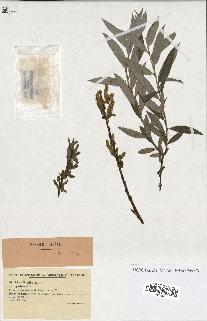 spécimen de Salix alba